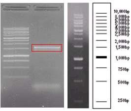 PCR amplification of MGL_2415 gene from M. globosa genomic DNA.