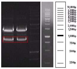Restriction digestion of MGL_2415 gene cloned in T&A vector with NdeI and XbaI.