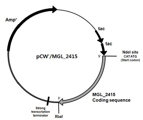Plasmid map of pCW