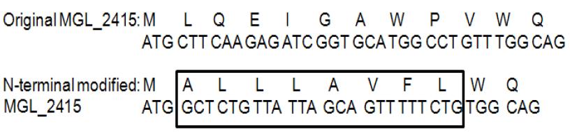 N-terminal modification of MGL_2415 gene for high level expression ofprotein in E. coli.