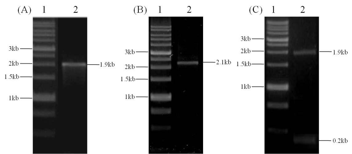 Agarose gel analysis of MGL_3996 cloned pPICZαA expression vector.
