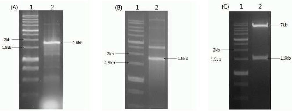Agarose gel analysis of MGL_0310 gene cloned in pCW bicistronic E. coliexpression vector.