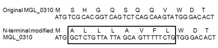 N-terminal modification of MGL_0310 gene for high level expression ofprotein in E. coli.