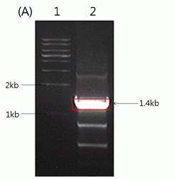 PCR analysis of MGL_1059 gene.