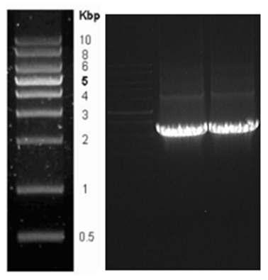 PCR analysis of MGL_1677 gene.