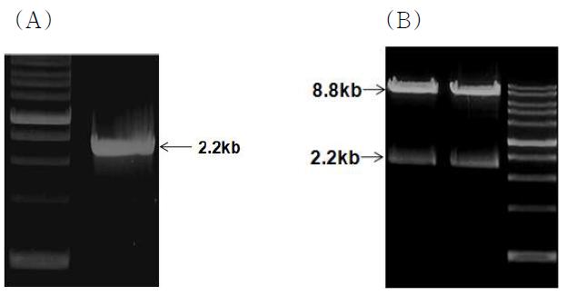 Subcloning of MGL_1677 gene into pOR263 reductase expression vector.