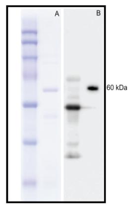 Protein analysis of purified MGL_2415.