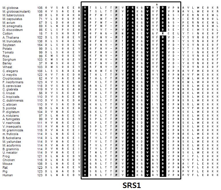 Sequence alignment of CYP51 family members from different biologicalkingdoms in the regions of the B