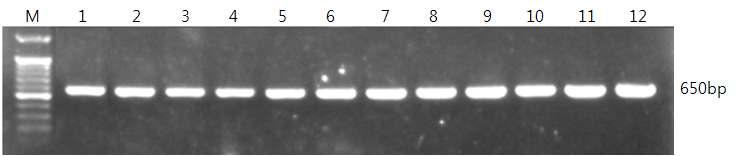 Malassizia 균주로부터 얻은 genomic DNA를 이용한 26S rRNA PCR products.