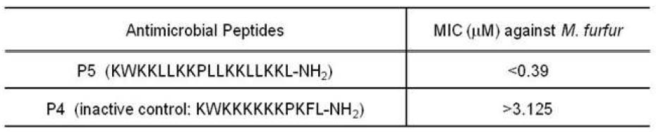 M. furfur가 infection된 human keratinocyte에서antimricrobial peptides P5 against에 의한 MIC 확인