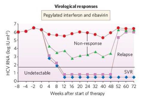 페길화된 인터페론과 리바비린에 의한 HCV 증식 제어