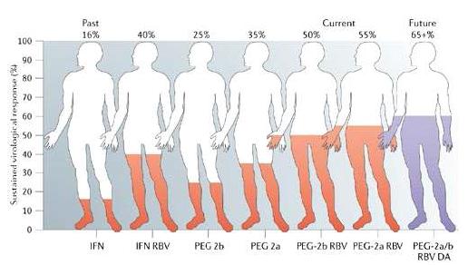 인터페론과의 병용 치료제 개발을 통한 SVR (sustained virological response)예측 수치