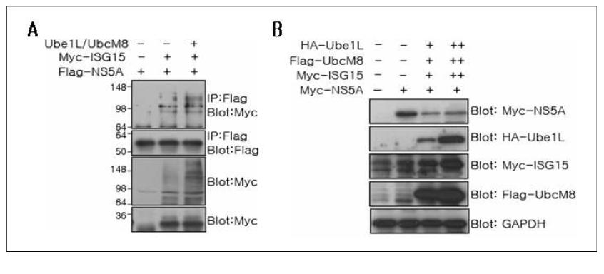 COS7 세포주에서 HCV-NS5A의 ISGylation 검증.