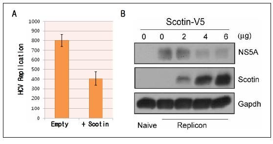 HCV replicon NK 세포주에서 Scotin 단백질에 의한 바이러스 증식 저해 효능 검증.