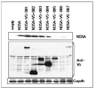 HEK293 세포주에 HCV-NS5A와 다양한 물질(V5-001~V5007)을 발현하는 vector를 채-transfection 한 후 NS5A 단백질의 변화를 immunoblot으로 관찰. (V5-005, V5-Scotin).