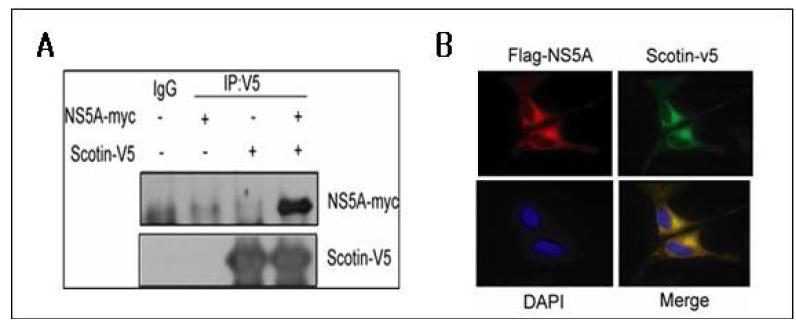 Scotin과 HCV-NS5A의 interaction 검증.