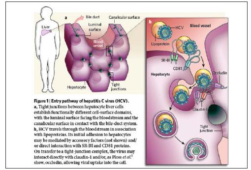 HCV의 entry pathway에 대한 도식도