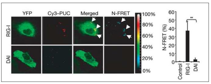 HCV의 polyurimidine motif (PUC)와 RIG-I 단백질의 결합을 FRET으로분석