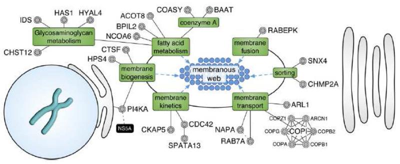 C형간염 바이러스의 복제를 위한 membrane web structure를 형성하는 숙주유전자의 기능적인 지도