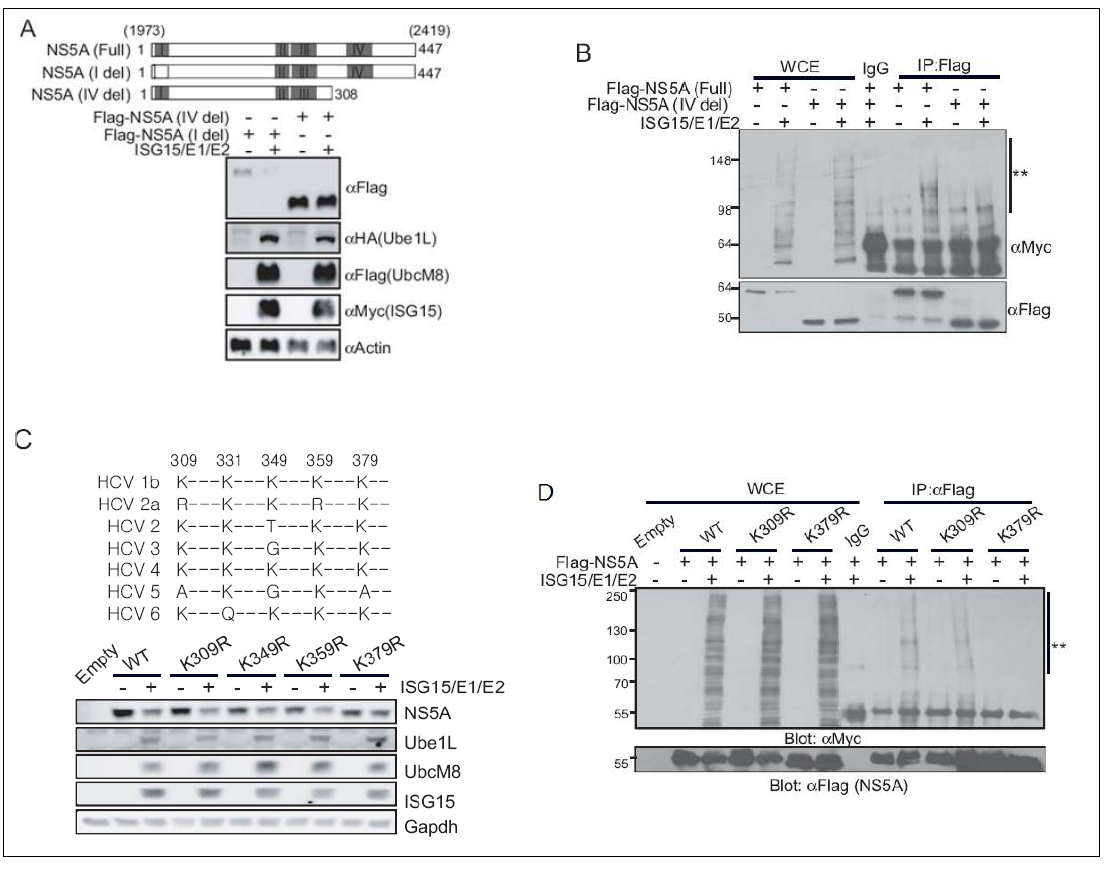 바이러스 NS5A의 IV 도메인 라이신 379 잔기는 ISGylation에 의한 단백질 조절 작용을 위해 중요한 역할을 담당함.