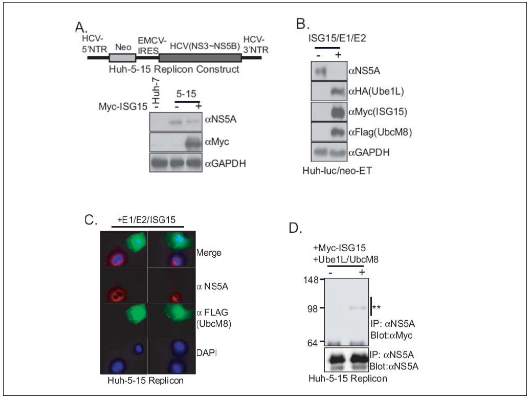 HCV Replicon cell line에서도 동일하게 ISGylation에 의한 NS5A 단백질의 조절 이 관찰되었음.