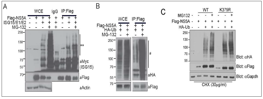 NCV-NS5A 단백질 양은 ISGylation과 ubiquitination에 의해 조절됨.