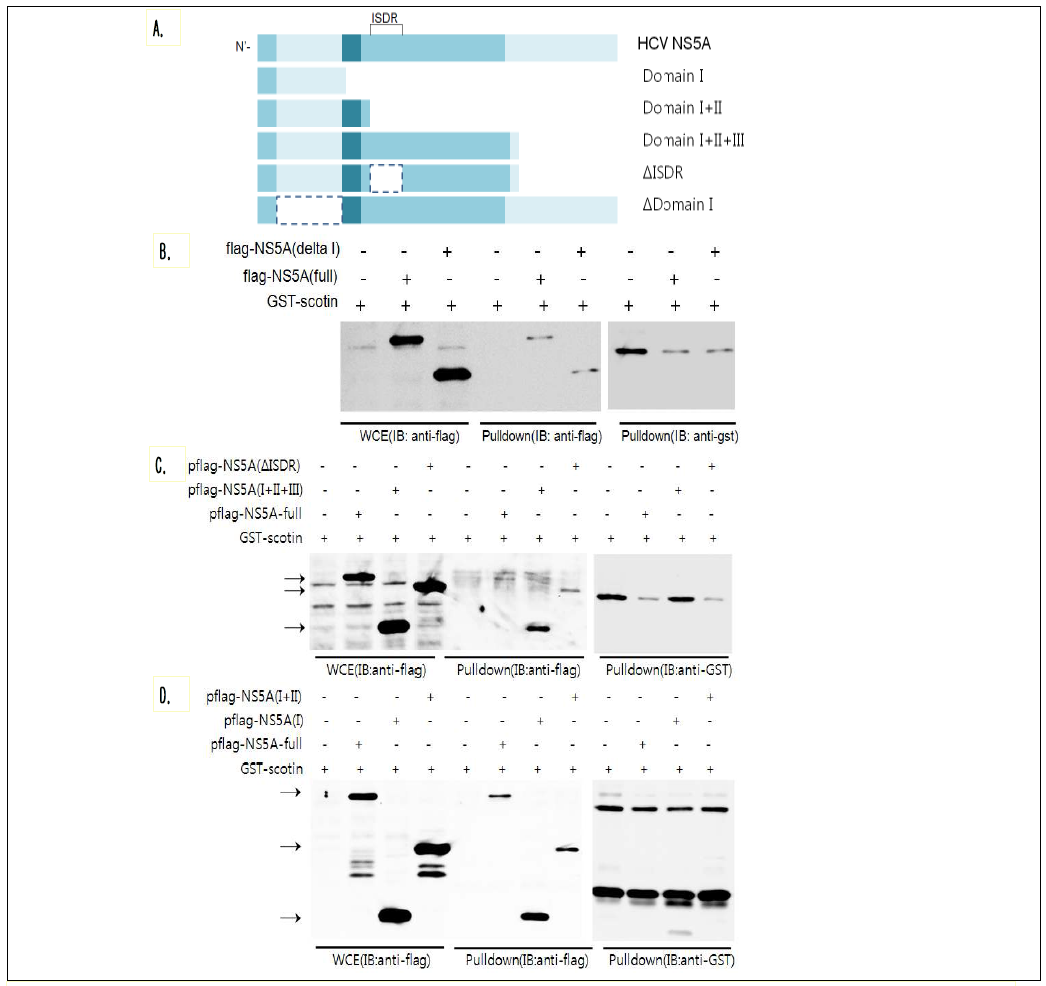 Scotin 단백질과 결합하는 NS5A 비구조 단백질의 domain 탐색.