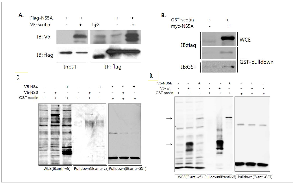 Scotin 과 HCV 구조단백질/비구조 단백질의 결합 조사.