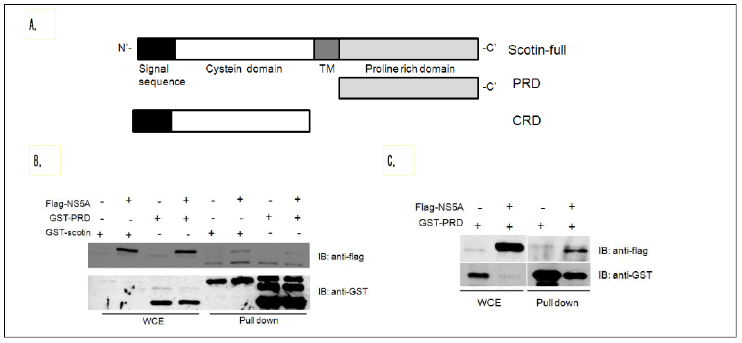 NS5A 단백질과 결합하는 Scotin 단백질의 domain 탐색.
