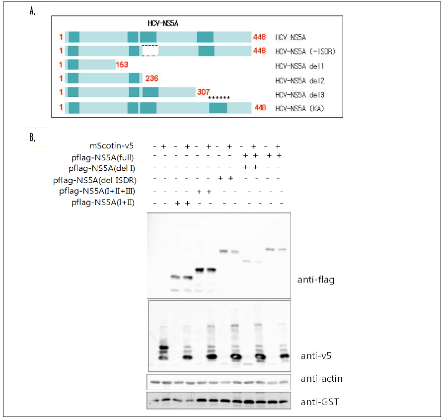 Scotin에 의해 조절 받는 NS5A 단백질의 domain 탐색.