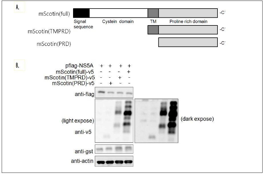 A. Scotin 단백질의 domain모식도. Scotin은 크게 cystein rich domain과 proline rich domain으로 구성되어 있음. 그리고 그 사이에는 transmembrane doamin(TM)이 위치하고 있음. B. Scotin mutant 단백질에 의한 NS5A 단백질 양의 조 절 조사