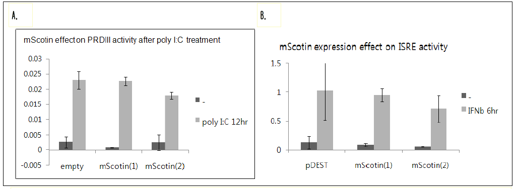 A. Scotin 단백질의 과다 발현이 poly I:C에 의한 PRD III promoter의 활성화에 미치는 영향 조사. B. Scotin 단백질의 과다 발현이 인터페론에 의한 ISRE promoter의 활성 화에 미치는 영향 조사.