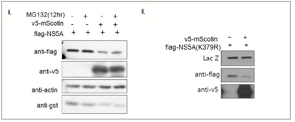 A. Scotin 과다 발현에 의한 NS5A 단백질의 감소는 Ubiquitiation을 통한 26S proteaome degradation 과는 독립적임. B.Scotin 과다 발현에 의한 NS5A 단백질 의 감소는 ISG15 conjugation을 통한 degradation 과는 독립적임.