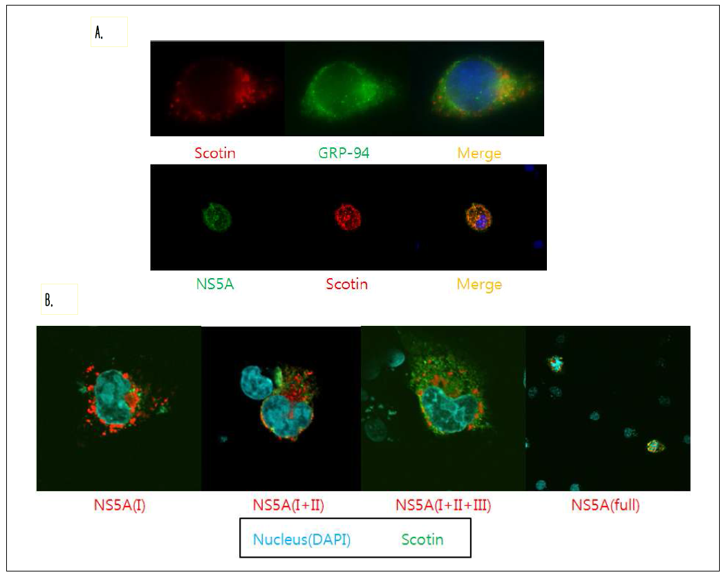 형광현미경을 통해 COS-7 세포주에서의 NS5A 단백질과 scotin 단백질의 colocalization 확인.