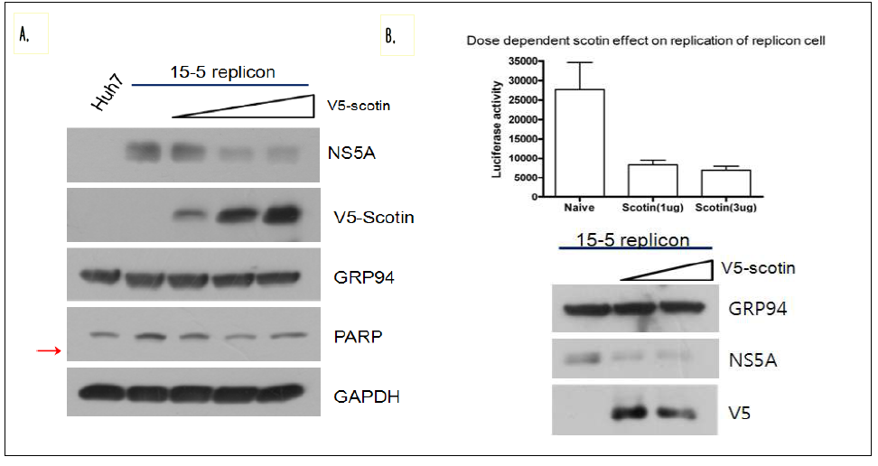 Scotin 단백질에 의한 Replicon 세포주의 replication 억제 현상과 세포 사멸 유도 신호와의 관계