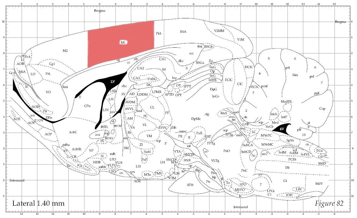 Rat brain atlas. Sagittal view로서 M1 (primary motor cortex) 지역을 표시해 주고 있음.