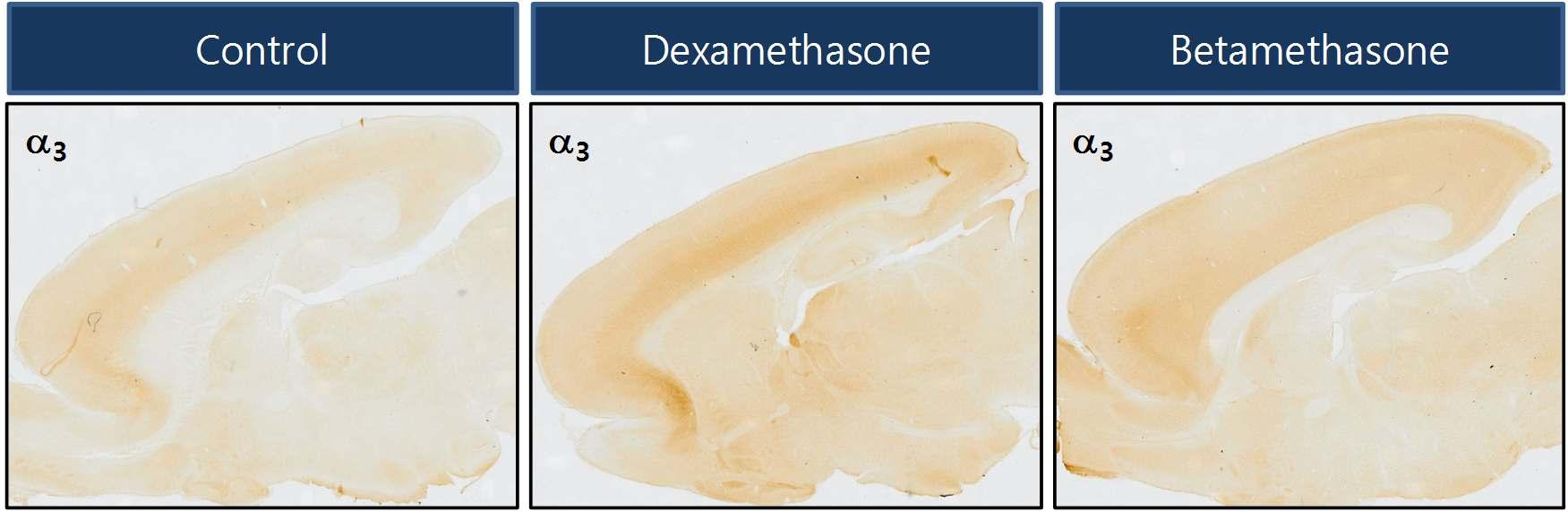임신 14일 rat에 dexamethasone과 betamethasone을 SQ로 투여한 후, 출생 후 5일째 rat pup의 brain을 적출하여 GABA-A 수용체 α3 subunit에 대해 면역염색을 수행하였음.