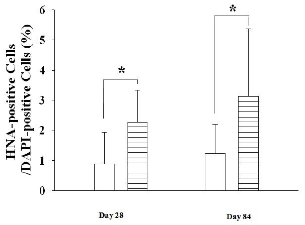 Human Nuclear Antigen 면역 염색을 이식된 사람 세포의 생존률 측정