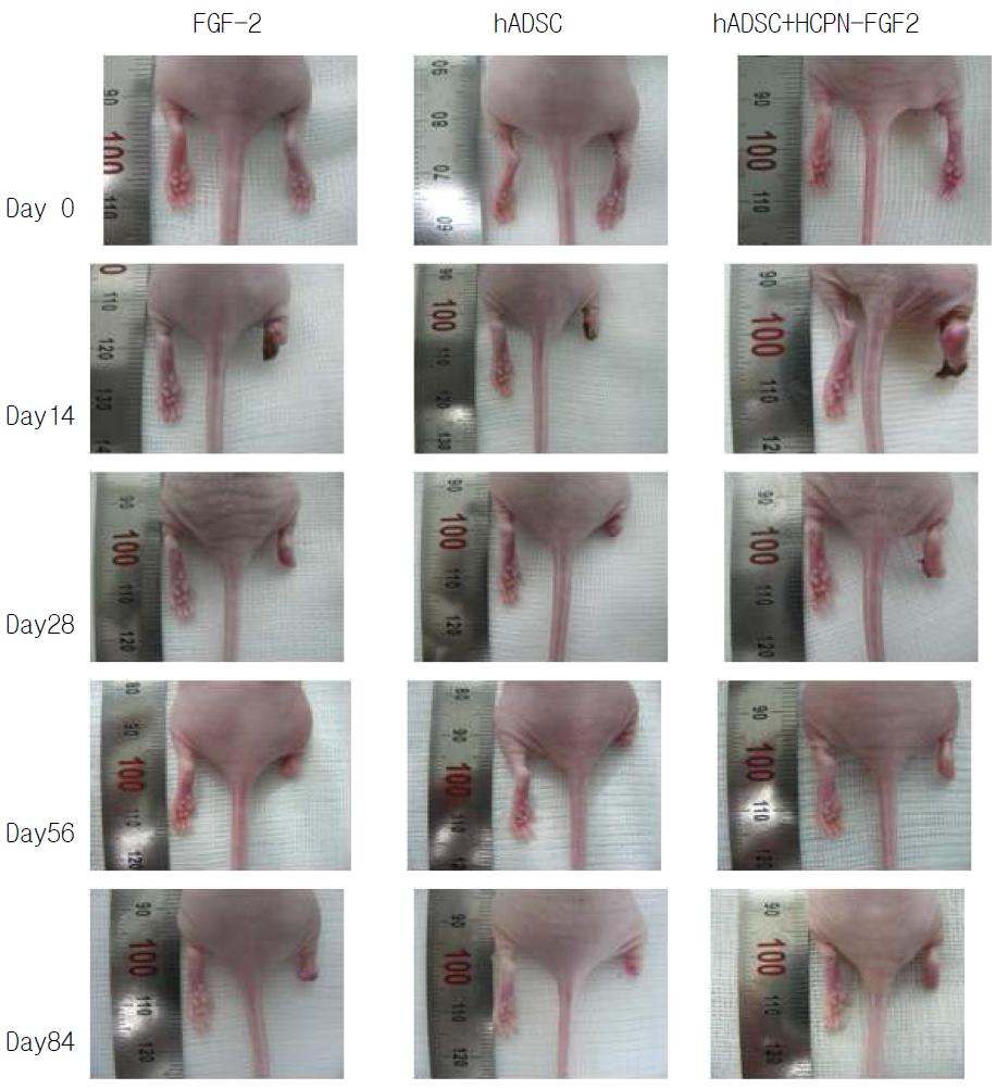 각 실험군에서 시간에 따른 하지 허혈 부위의 외형적 변화