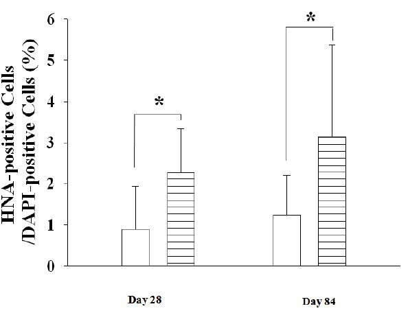 Human Nuclear Antigen 면역 염색을 이식된 사람 세포의 생존률 측정