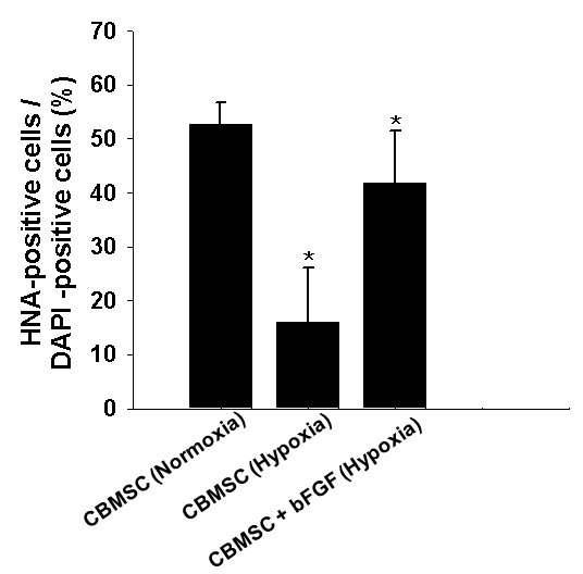 마우스 하지 허혈 부위에 이식된 hCBMSCs의 분포도(*p < 0.05: normoxia 실험군에 비교)