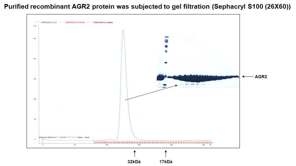 Purification of recombinant AGR2 protein by gel filtration