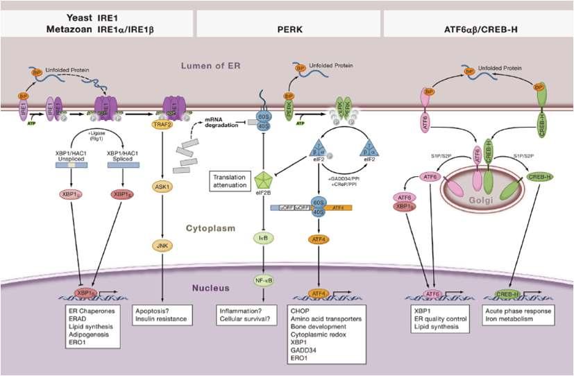 The Unfolded Protein Response (UPR)