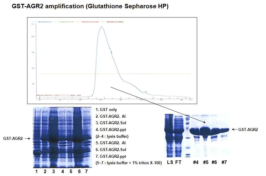 Purificatioin of recombinant AGR2 protein by affinity chromatography