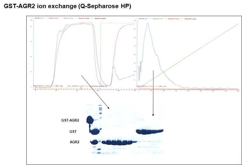 Purification of recombinant AGR2 protein by ion exchange chromatography