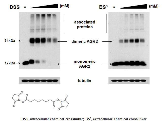 AGR2 exists as a homodimer in cells