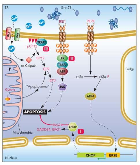 ER stress pathway implicated in mediating cell apoptosis