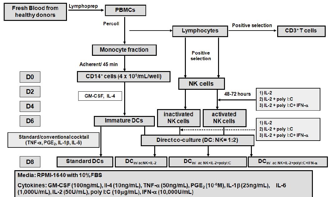 TLR 길항제와 NK세포를 이용한 강력한 수지상세포 제조방법 모식도.