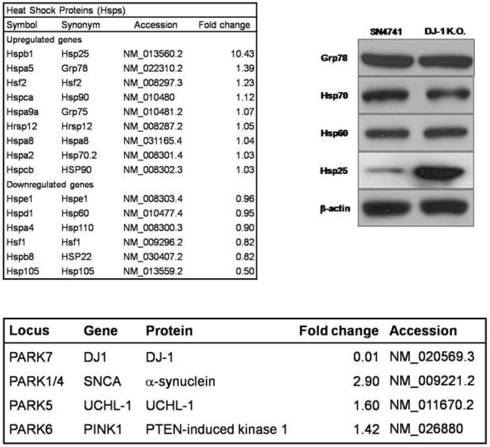 도파민신경세포에서 DJ-1 K.O. 특별히 변화된 Hsp25 및 다른 fPD 유전자들의 발현증가