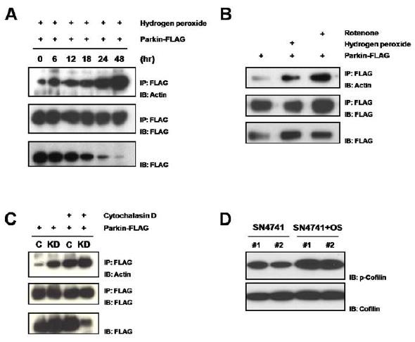 산화스트레스 (A, D) 및 rotenone (B) 및 Cytochalasin D (C; action aggregation 유도제)에 의한 parkin binding 및 P-cofilin 증가